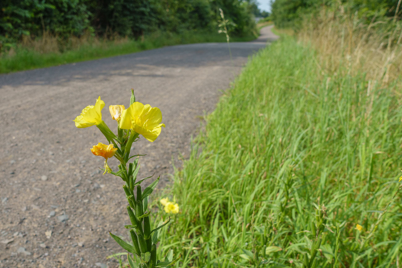 Kleinblütige Nachtkerze [Oenothera parviflora]