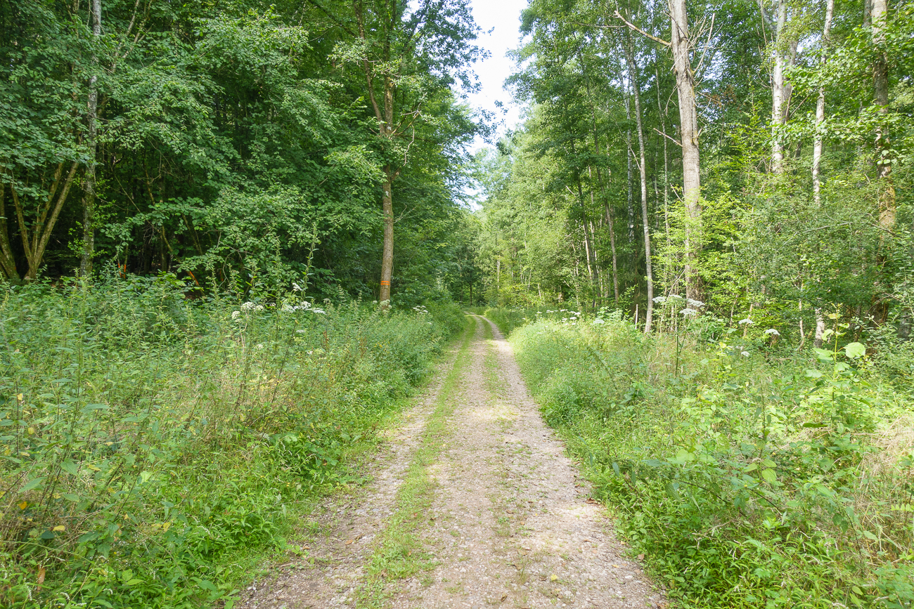 Im schattigen Wald