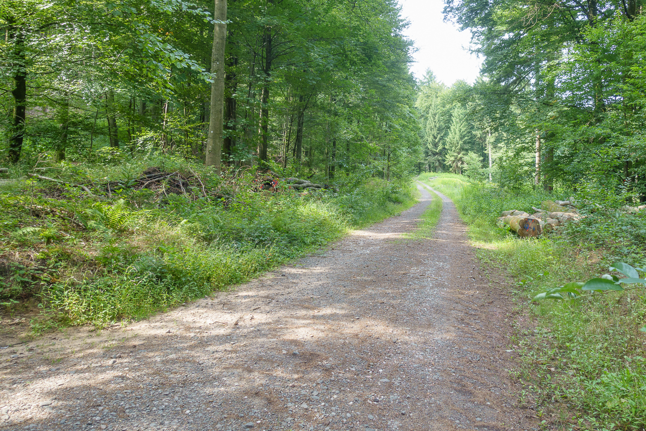 Auf der Waldautobahn ;-)