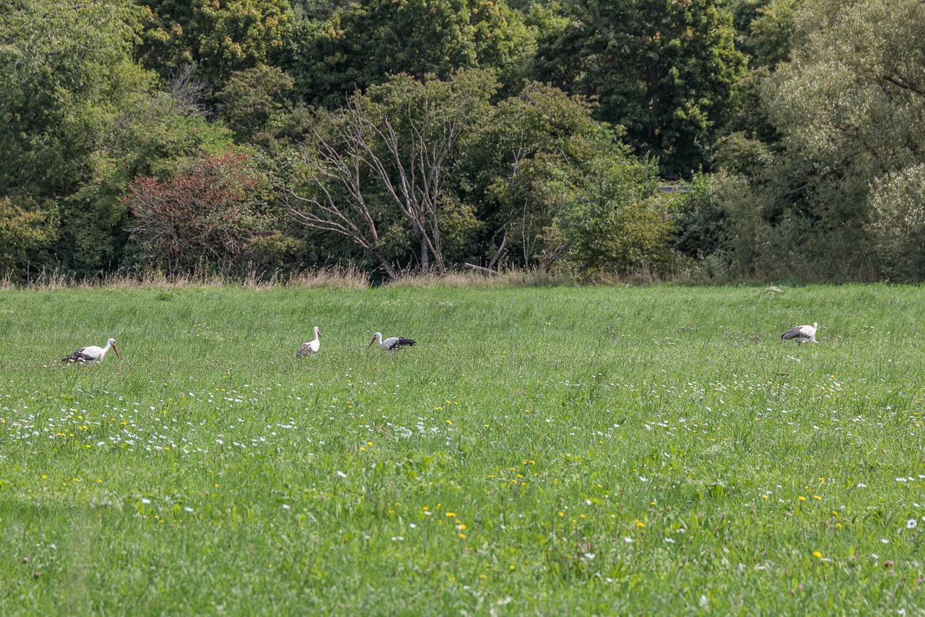 ... hinter mir staksen Störche durch das hohe Gras