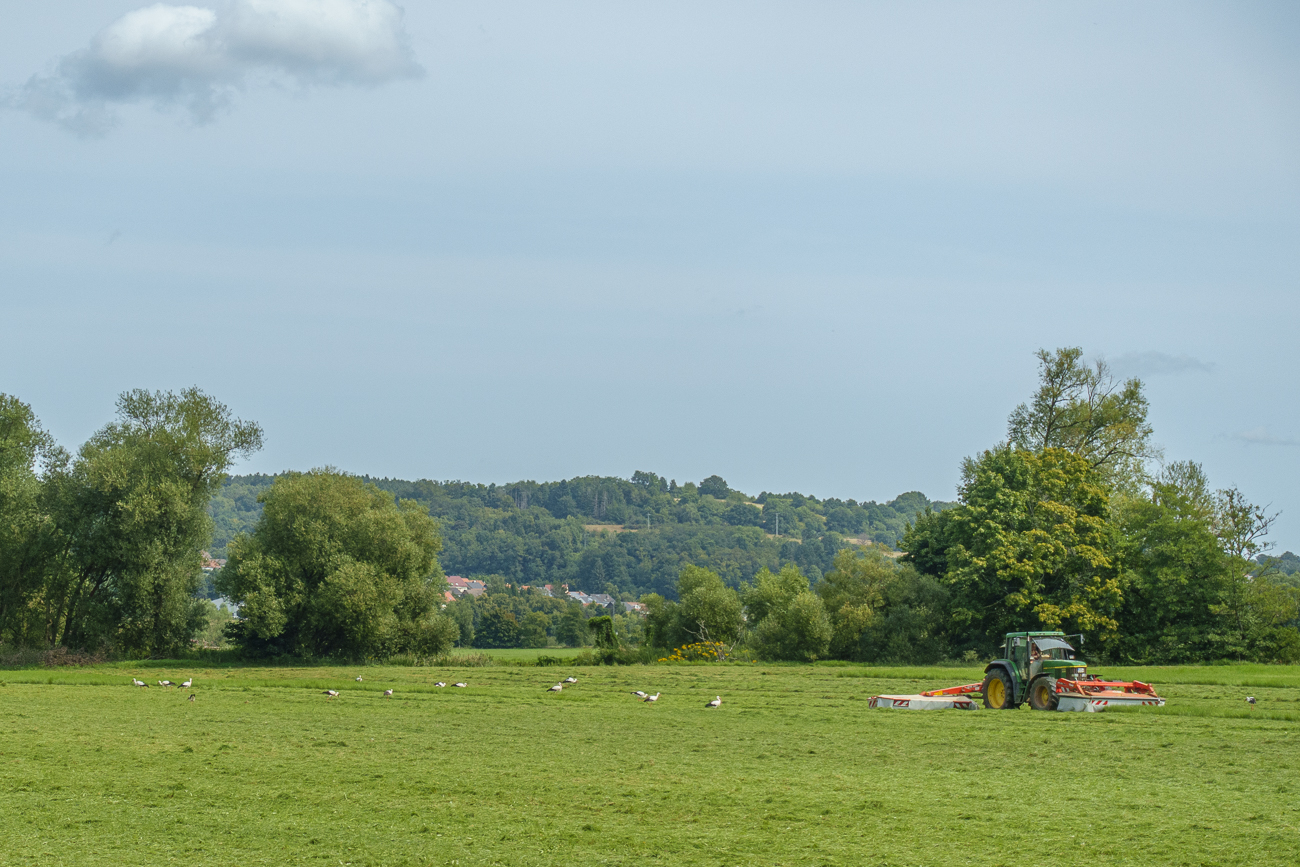 ... das lockt eine Menge Störche an