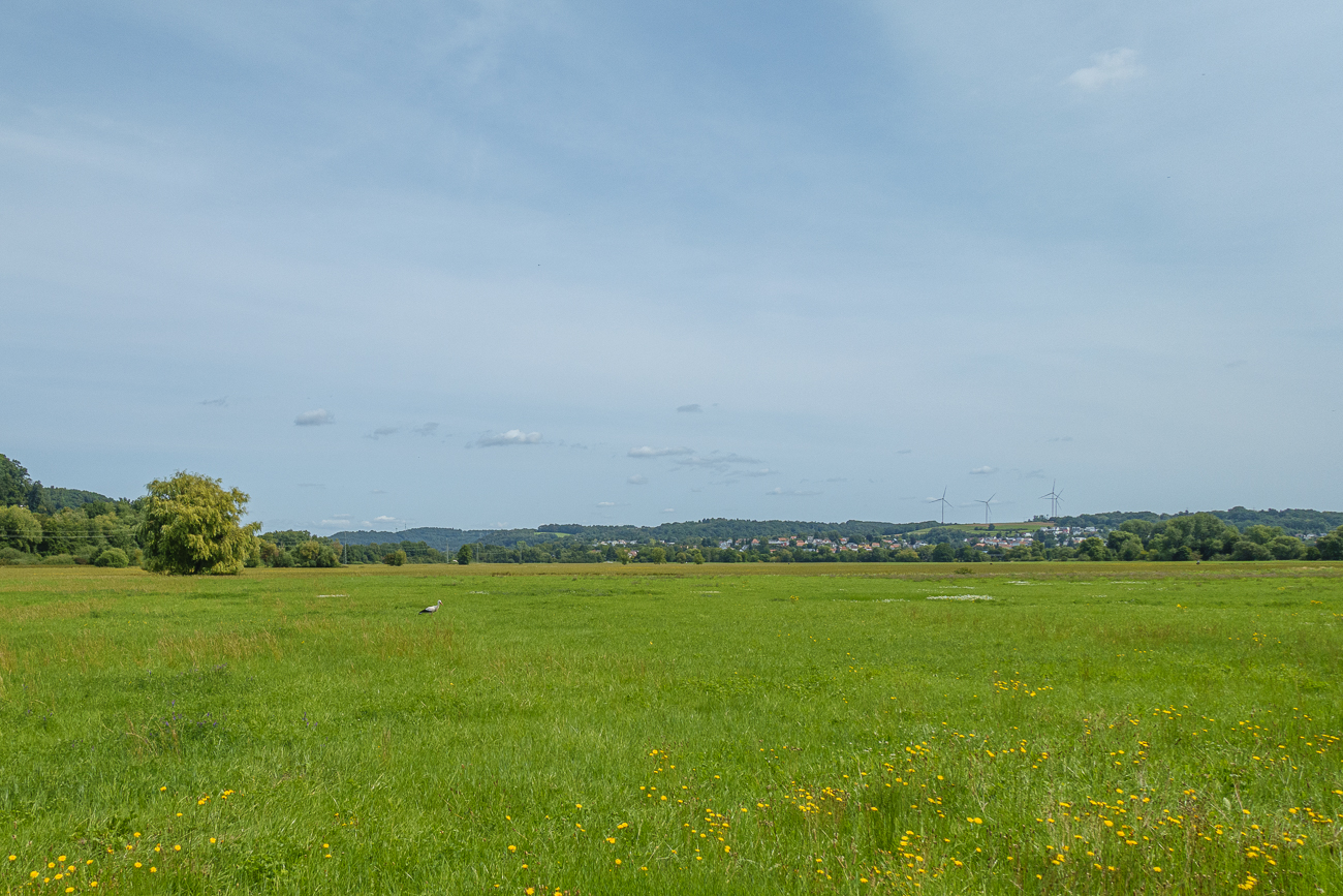 Wieder ein Storch in der Bliesaue