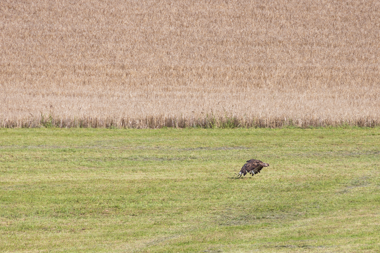Bussard im Tiefflug