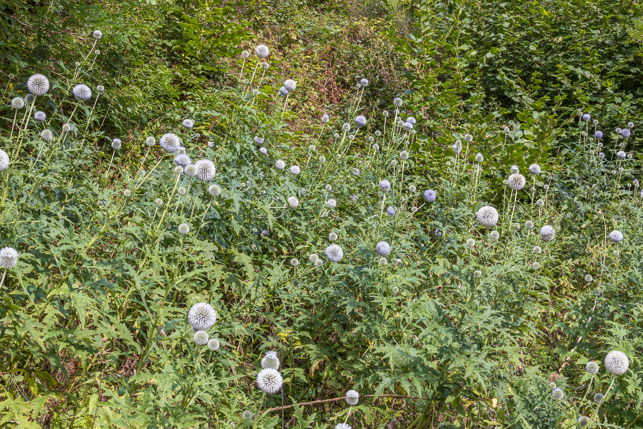 Am Straßenrand stehen zahlreiche ...