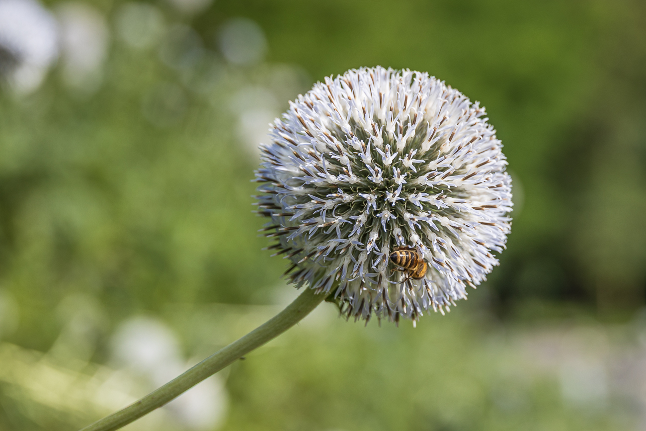 ... Drüsenblättrige Kugeldisteln [Echinops sphaerocefalus] ...