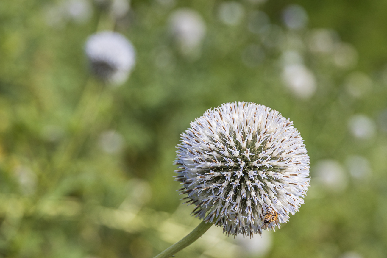 ... hier mit einem Insekt auf Futtersuche ...