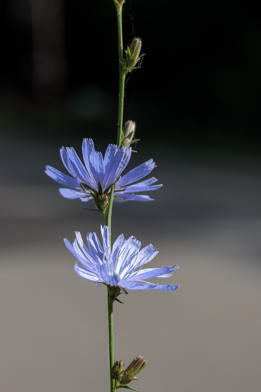 ... sowie einige Wegwarten [Cichorium endivia] ...
