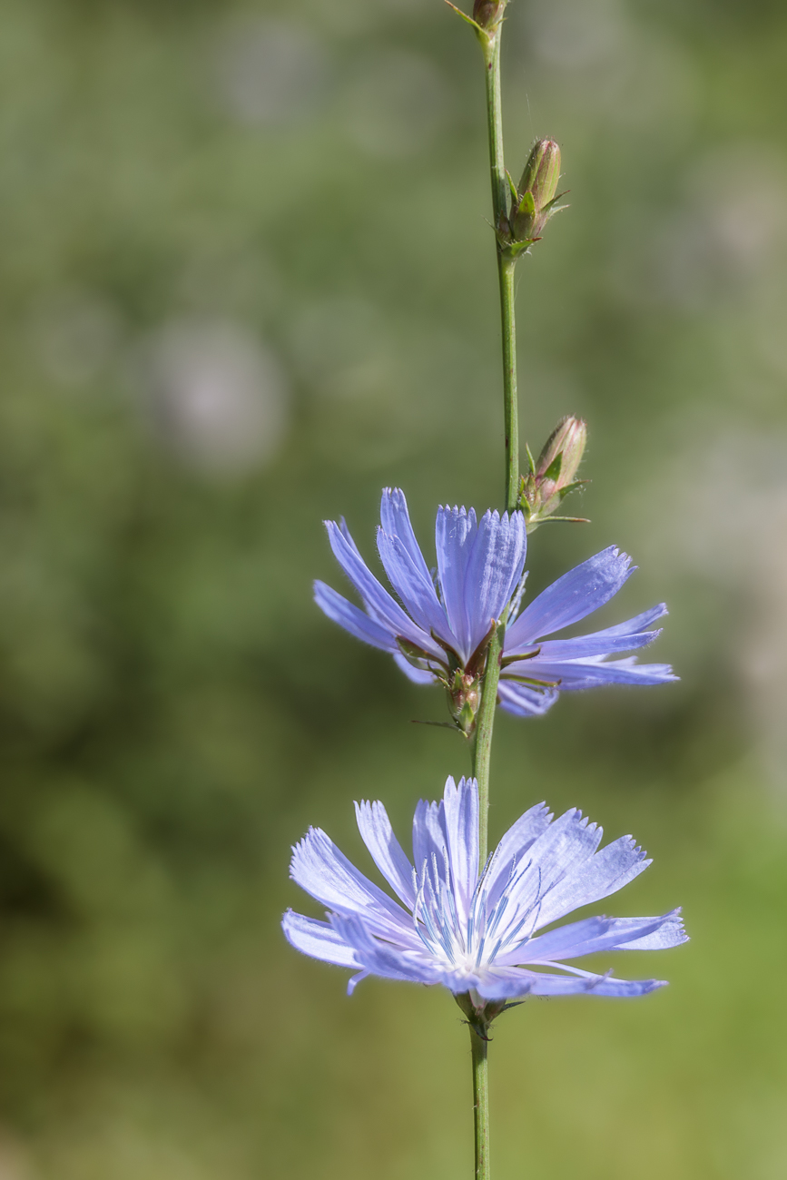 ... die miteinander um die Wette blühen