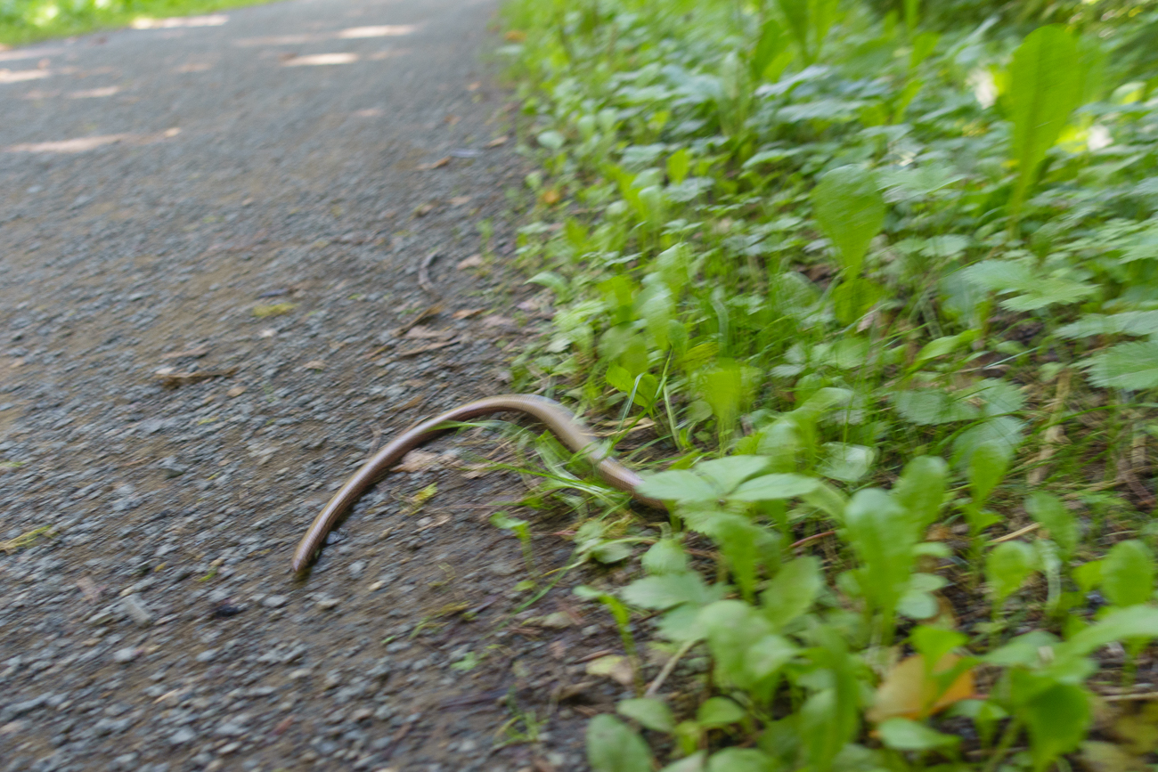 ... finde ich eine Blindschleiche, die sich rasch ins Gebüsch verkriecht