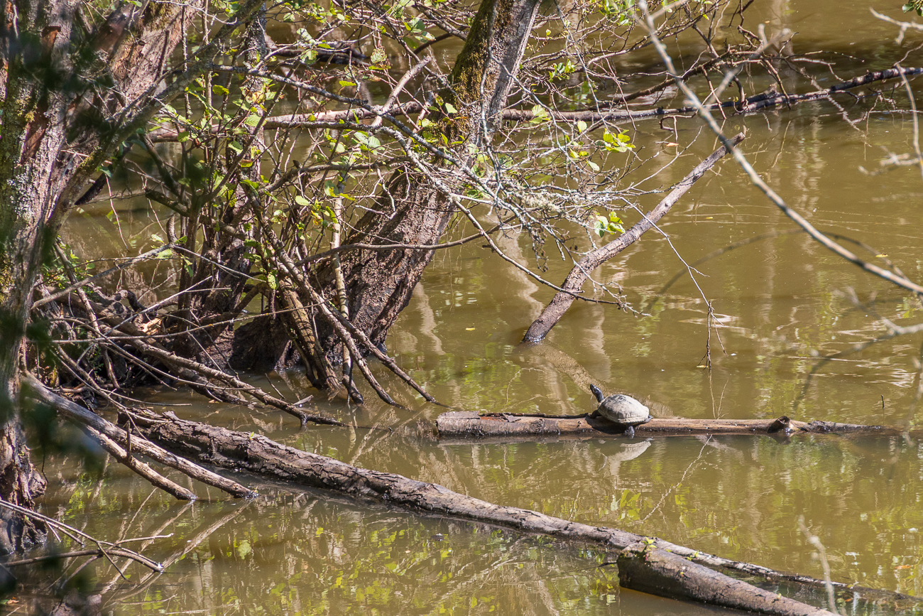 Wasserschildkröte beim Sonnen