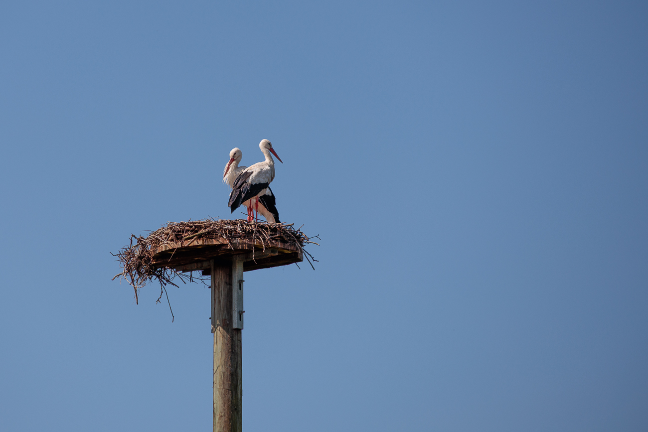 Der rebellische Storch Jean-Jacques mit seiner Partnerin in Werschweiler