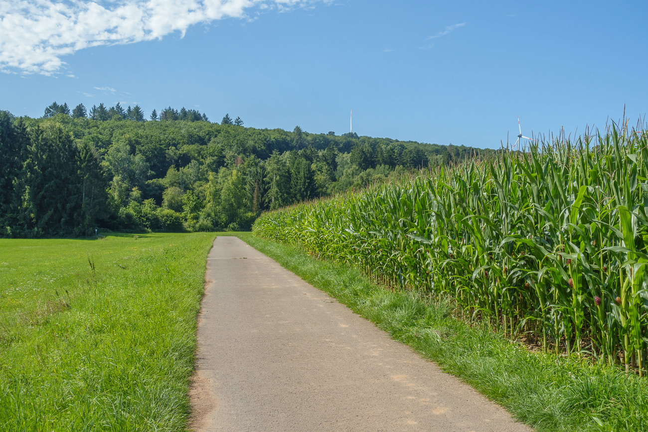 Vorbei an Maisfeldern ...