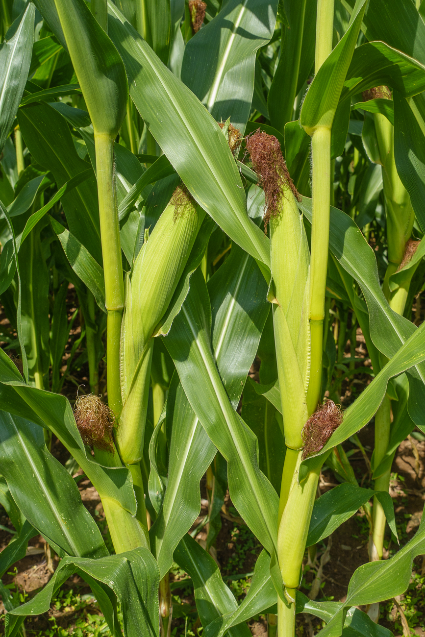 ... deren Früchte evtl. für die Gewinnung von Biogas o. ä. verwendet werden