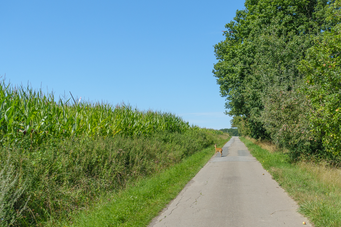 Ein Reh quert meinen Weg