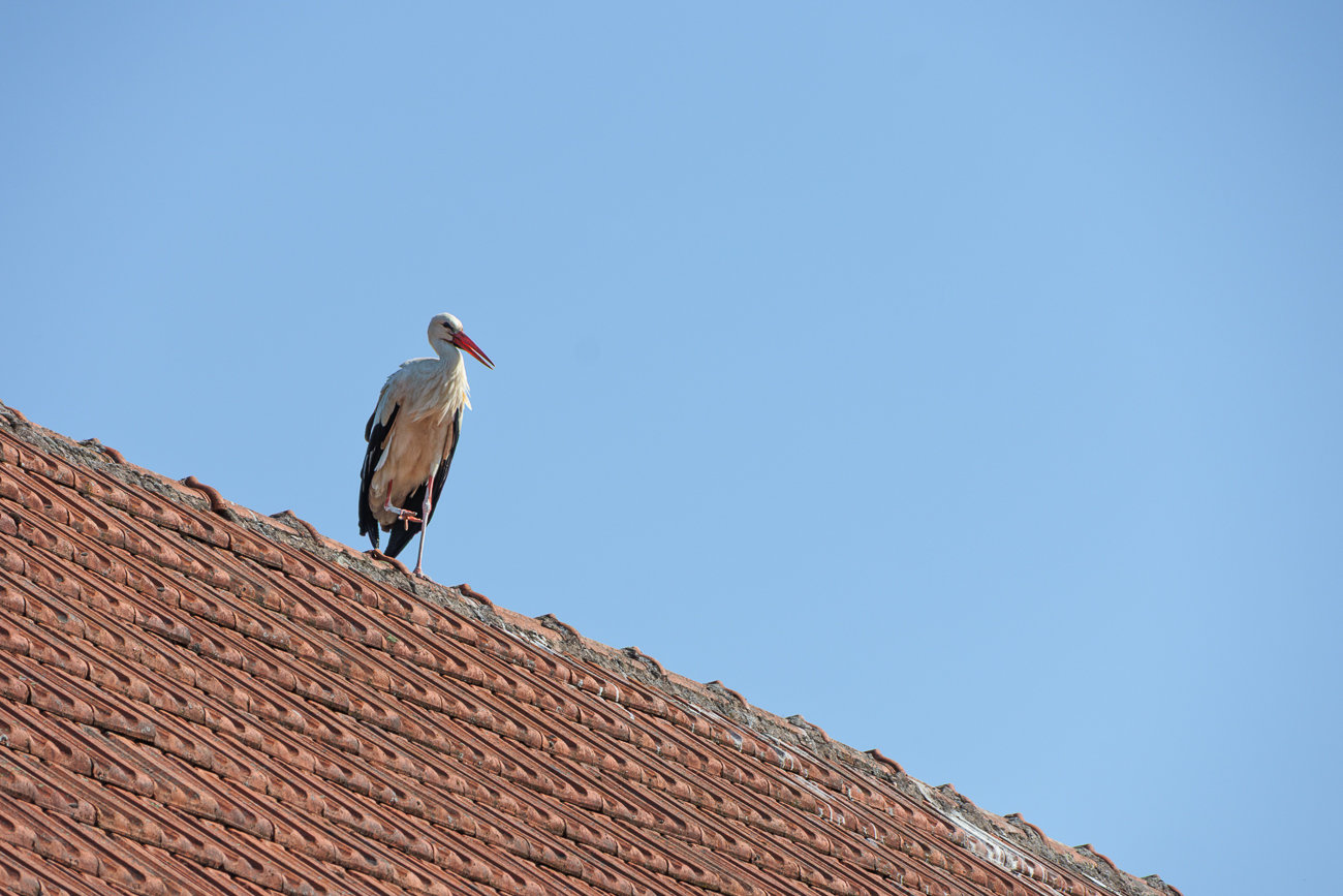 Ein Elternteil wacht auf dem Dach gegen&uuml;ber
