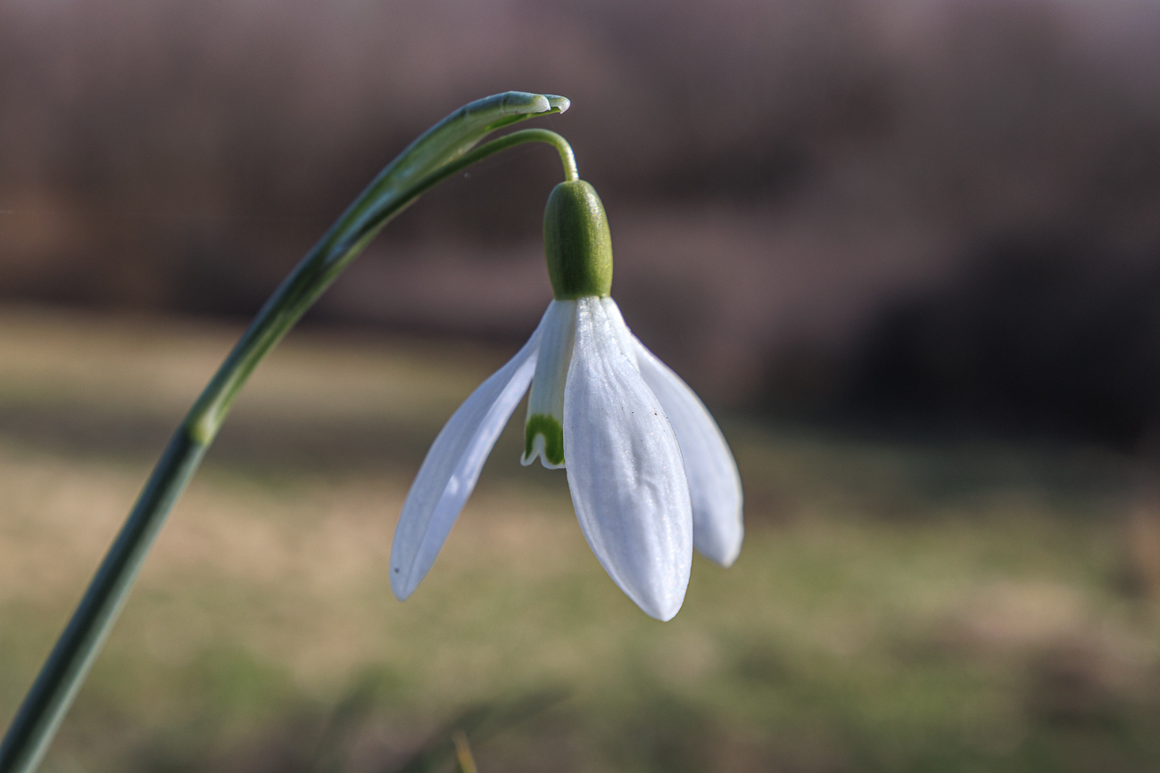 Ein Schneegl&ouml;ckchen [Galanthus nivalis] gibt es hier auch noch ;-)