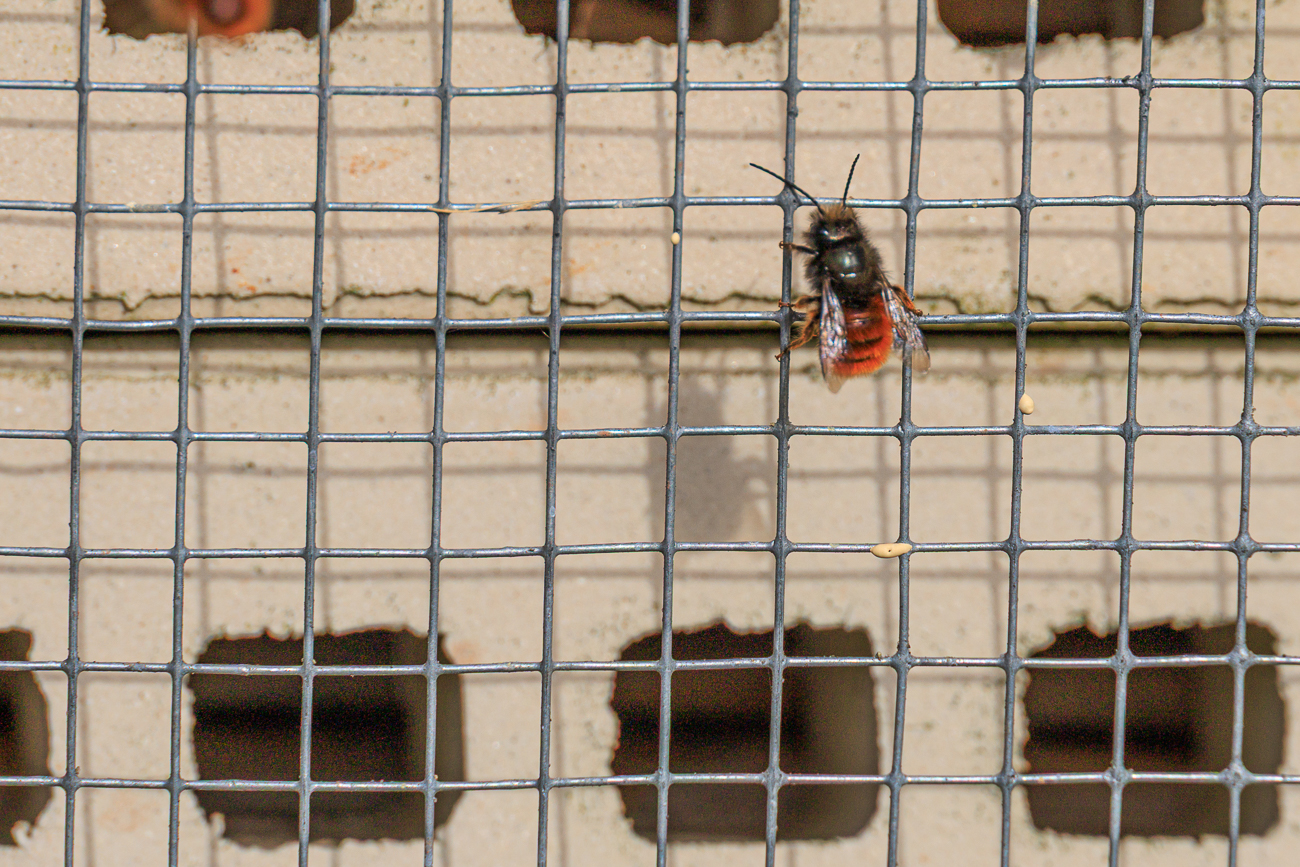 Wildbiene am Insektenhotel
