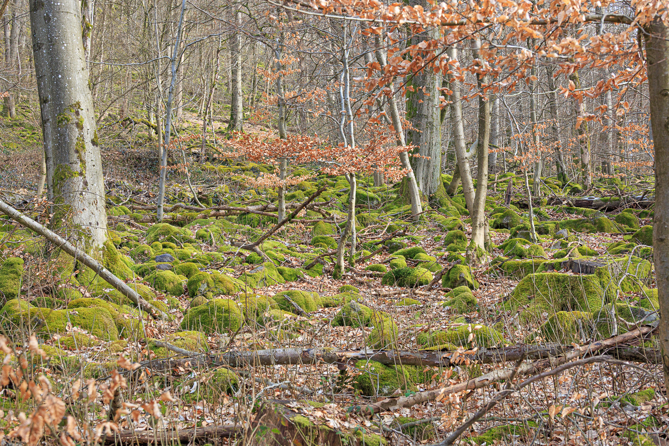 Am S&uuml;dhang des Weiselbergs liegt ein aus Basaltgestein bestehendes Blockfeld, das Steinerne Meer