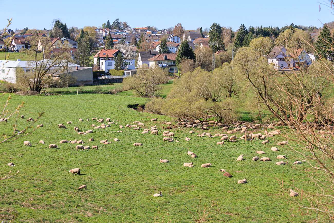 Schafe auf der Weide
