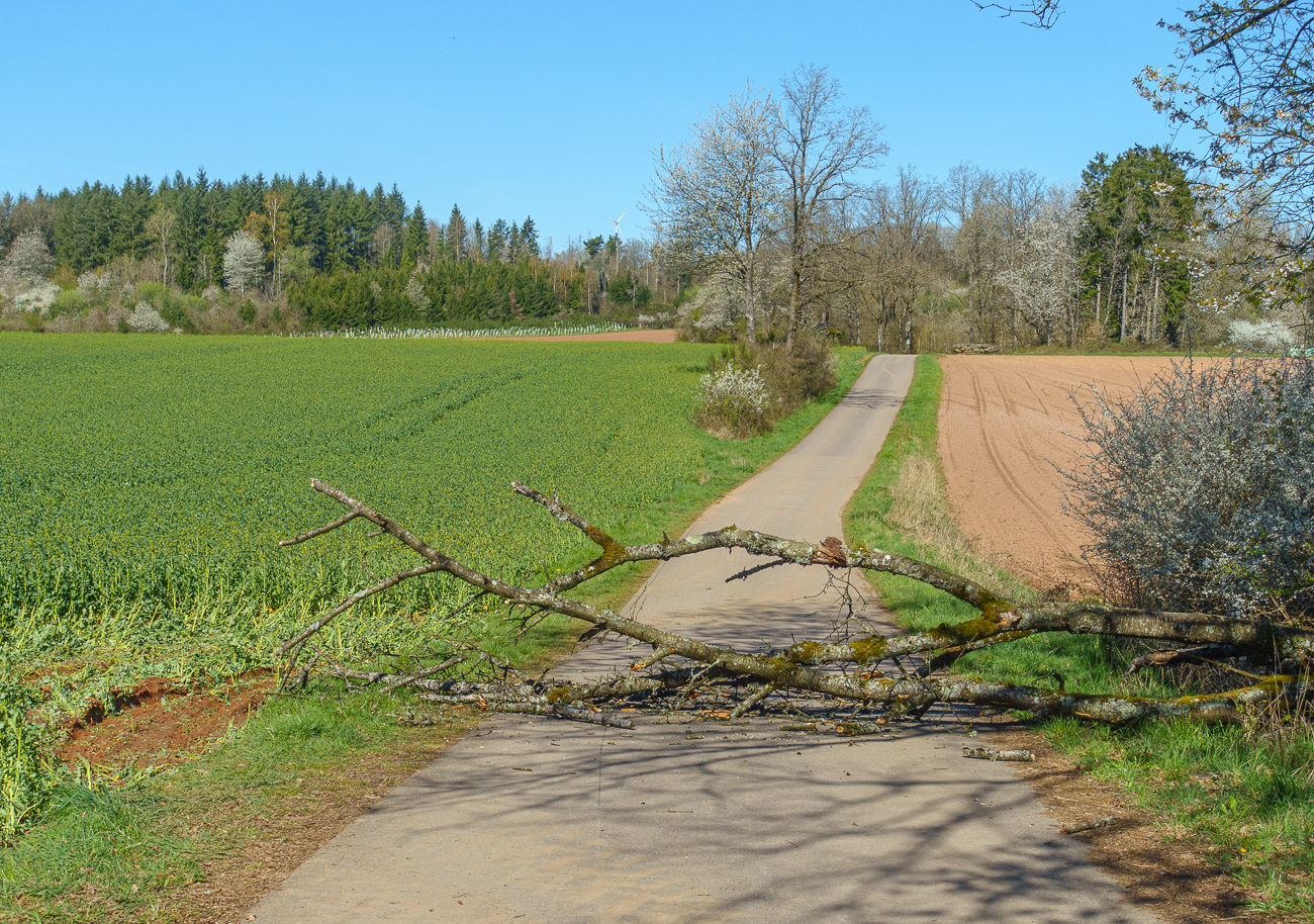 Da war wohl der Wind st&auml;rker als der Baum