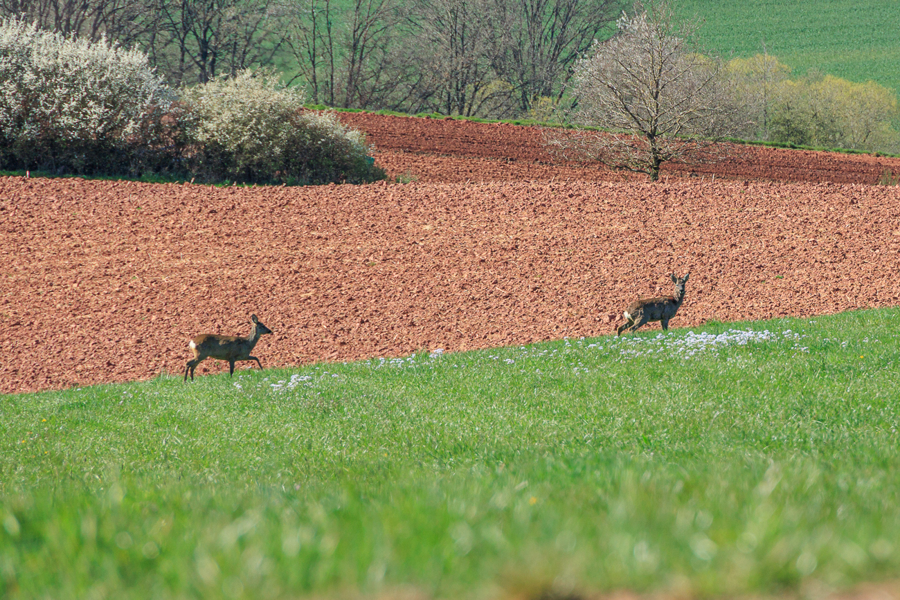 Die Rehe lassen sich nicht st&ouml;ren