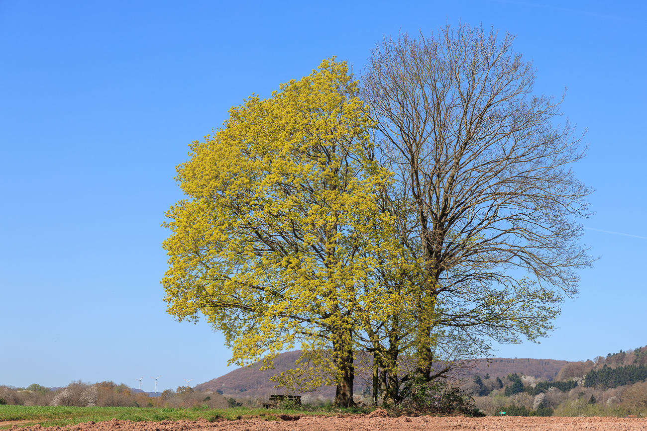Fr&uuml;hling und Herbst zugleich?