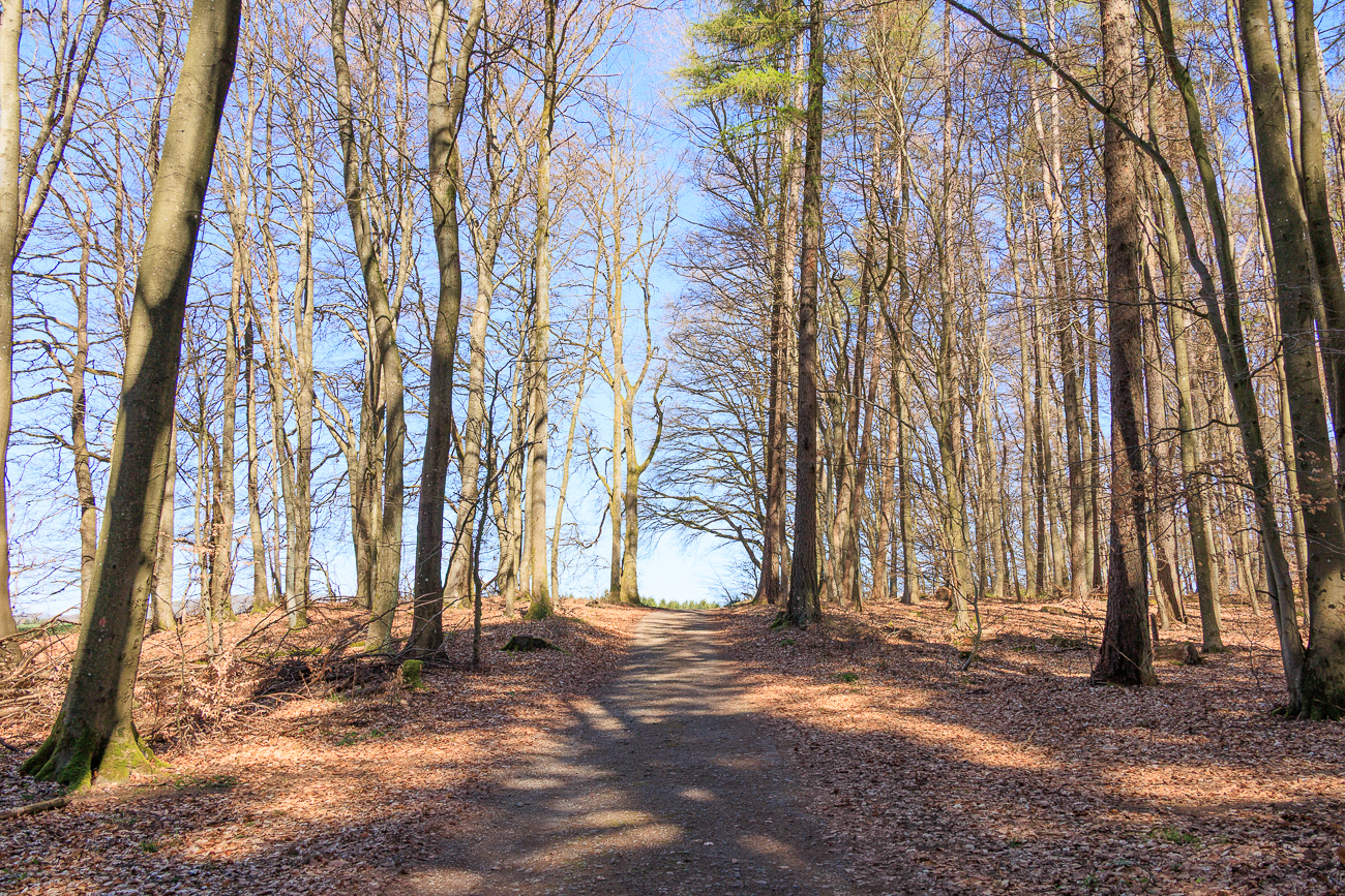 Bergauf durch den dunklen Wald