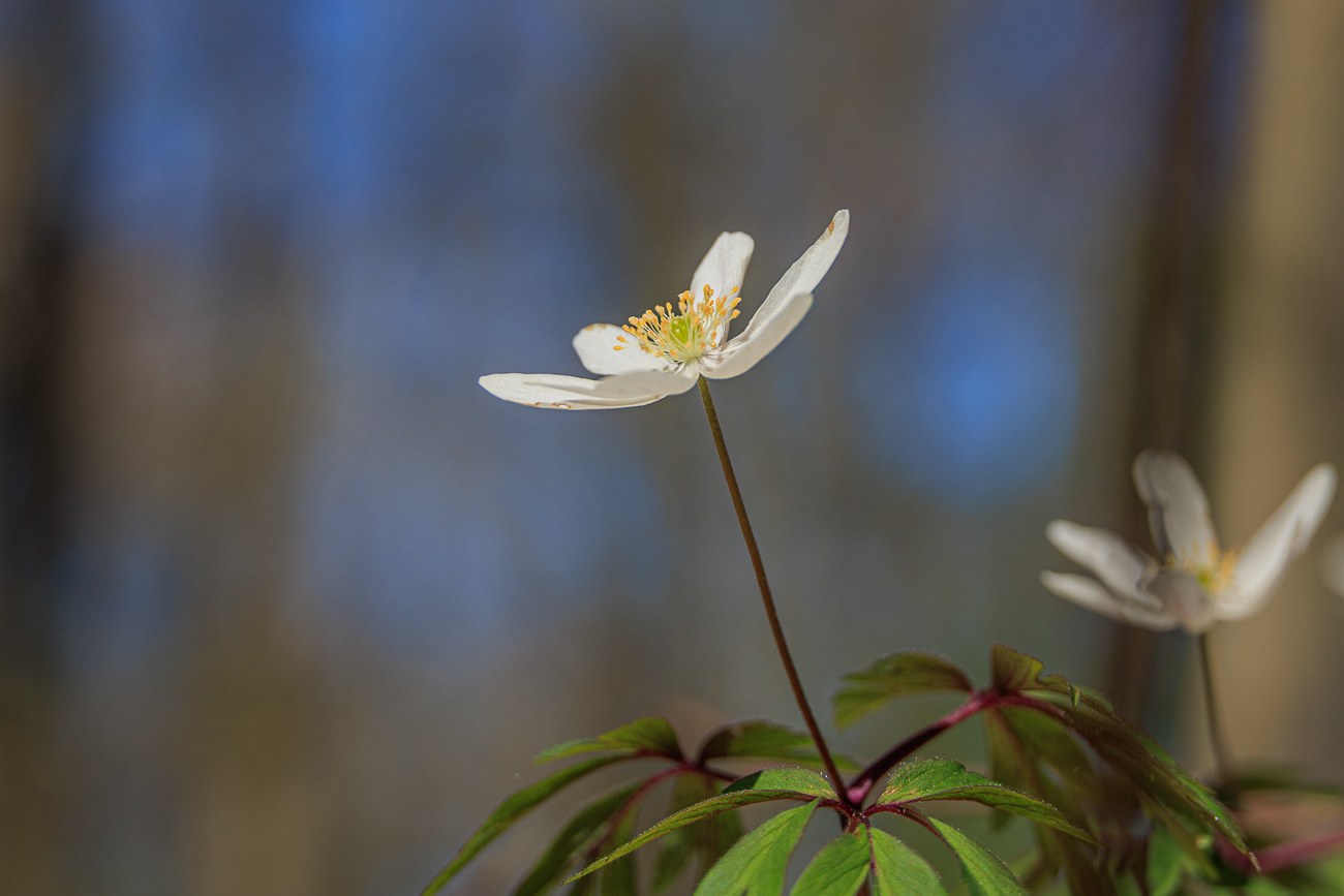 Buschwindr&ouml;schen [Anemone nemorosa] ...