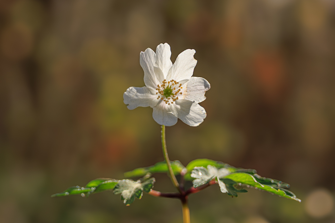 Buschwindr&ouml;schen [Anemone nemorosa]