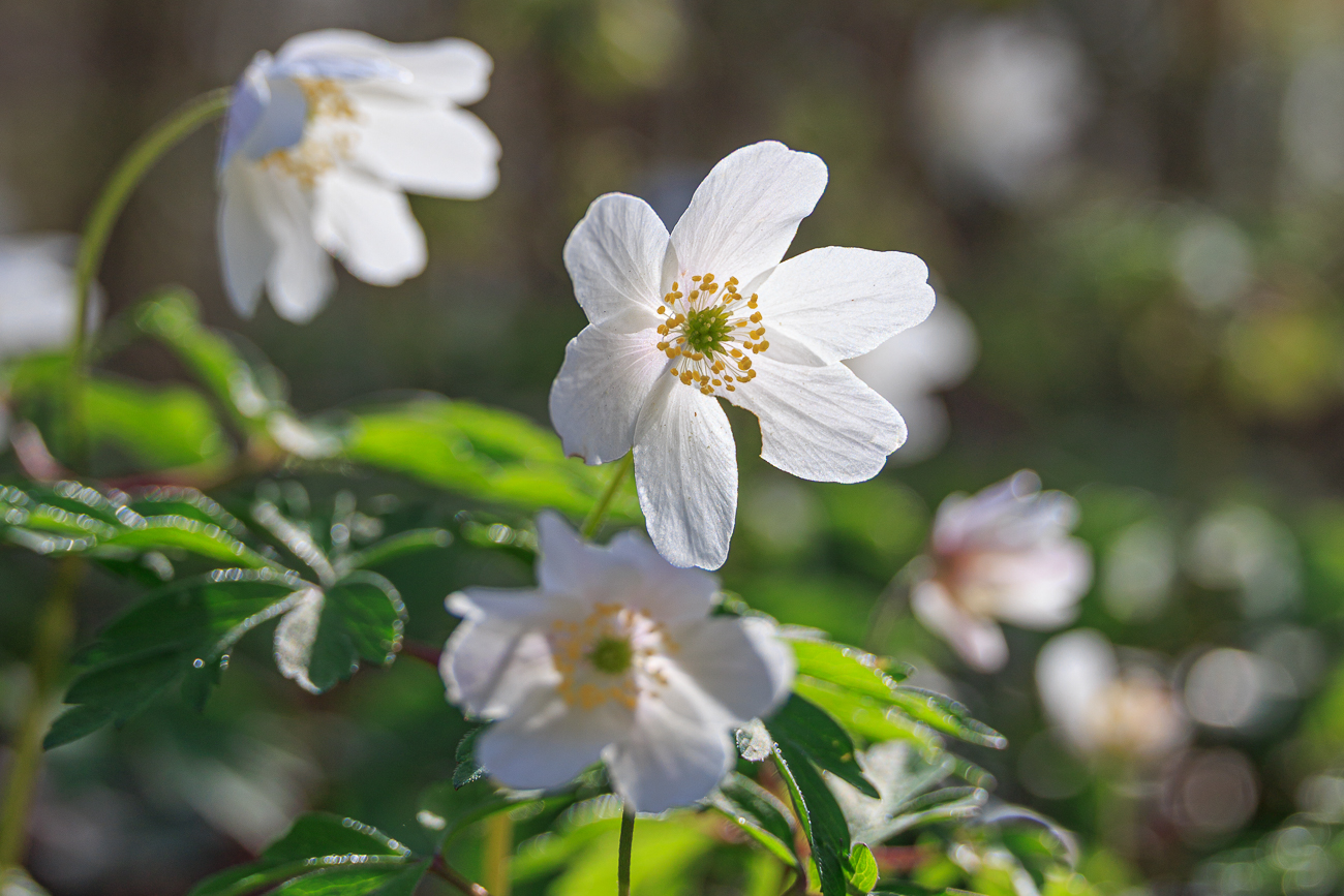 Buschwindr&ouml;schen [Anemone nemorosa]
