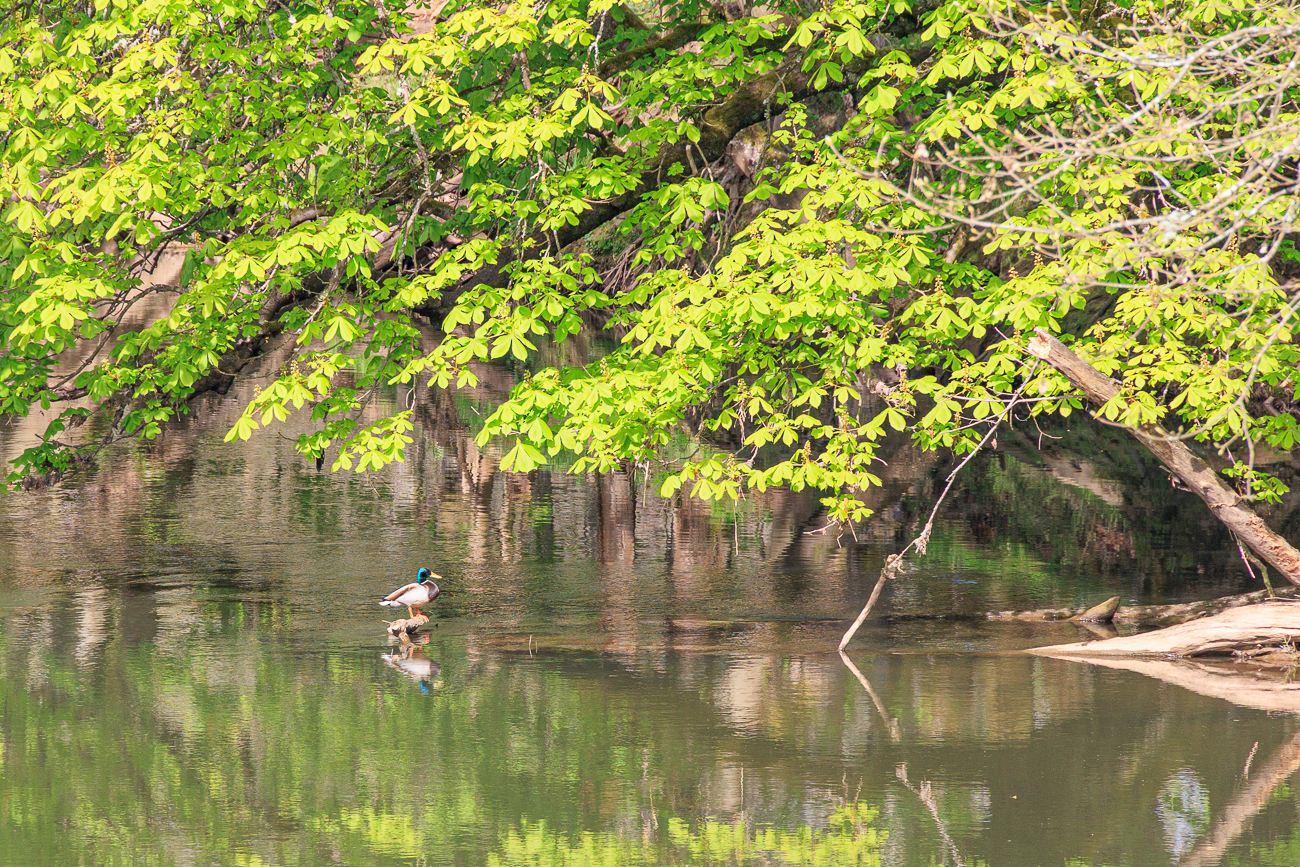 ... hockt eine einsame Stockente