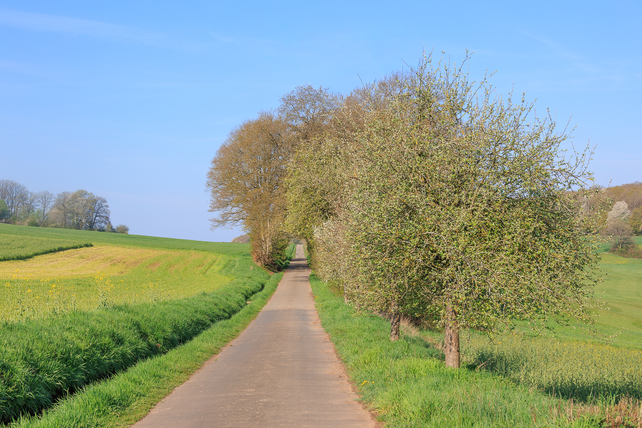 Kleine Allee