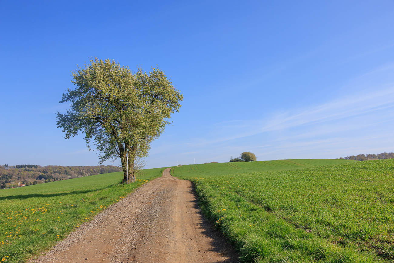 Einsamer Baum