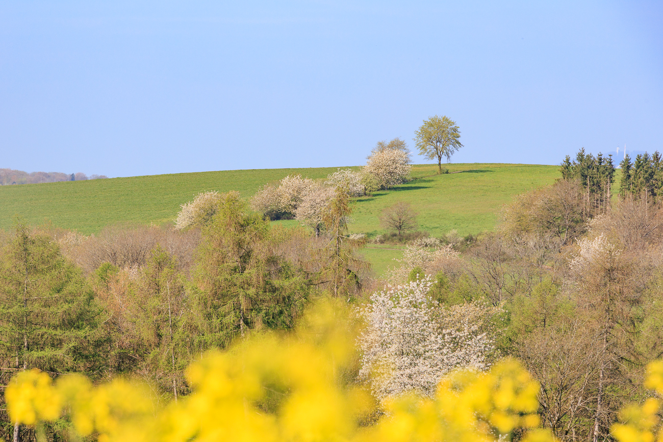 Es ist wieder bunt am Wegesrand