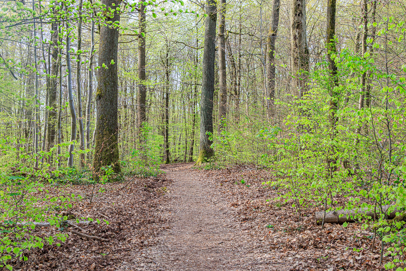 Endlich im Wald