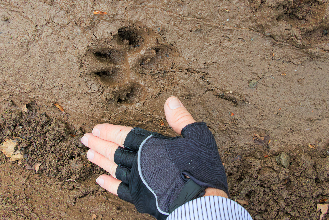 Das Trittsiegel ist fast so groß wie meine Hand, Wolf?