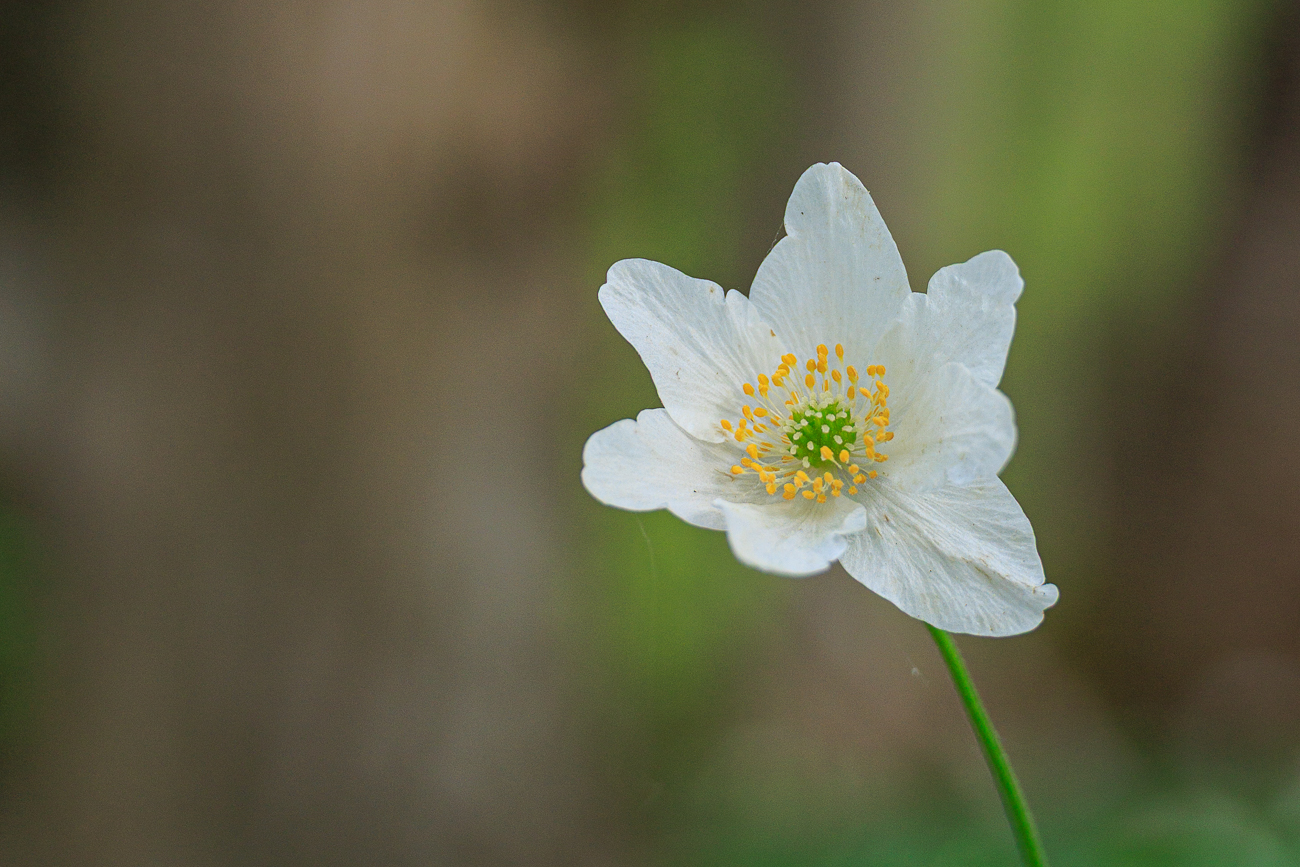 Buschwindr&ouml;schen [Anemone nemorosa]