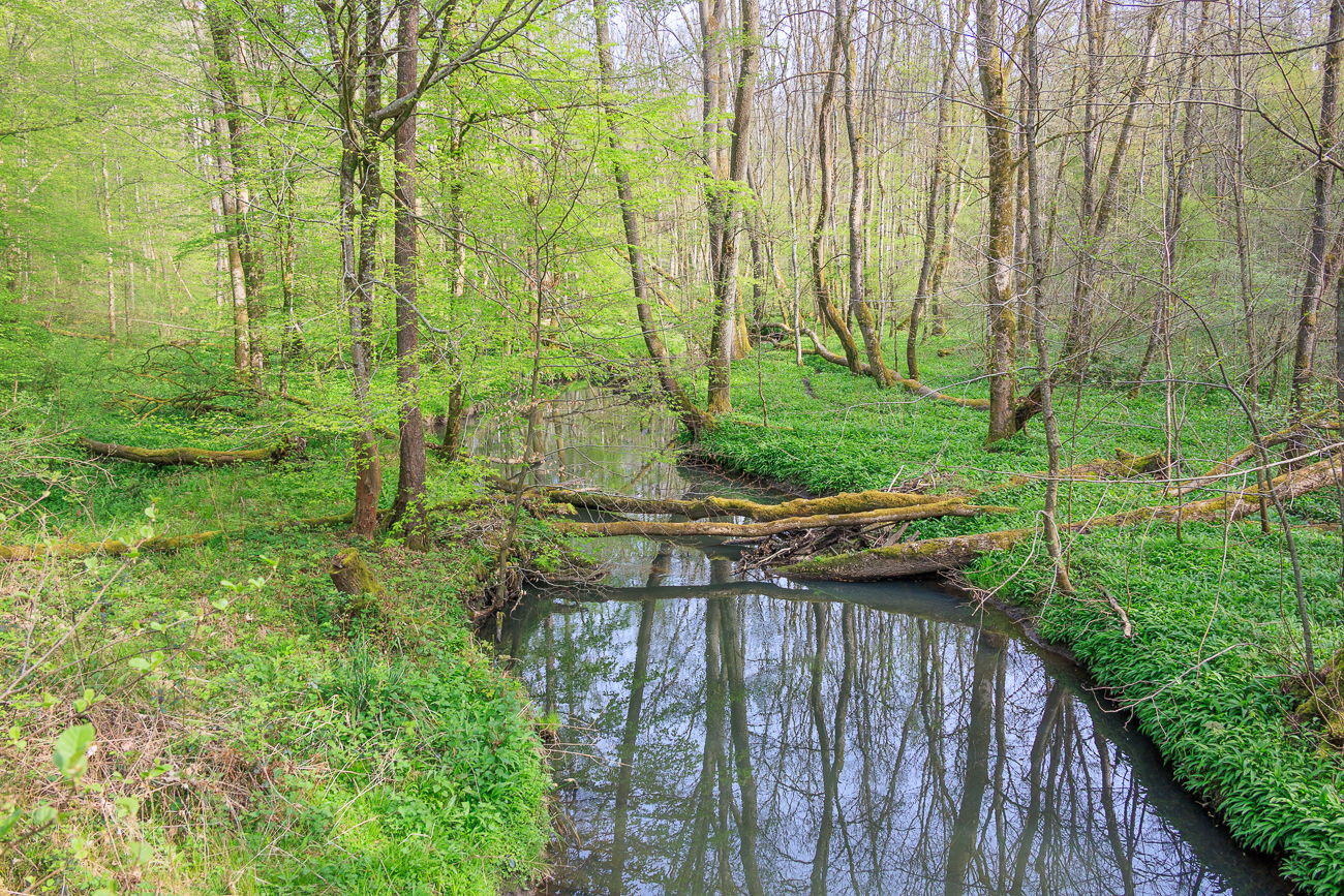Blick nach links von der Brücke auf den Fischbach