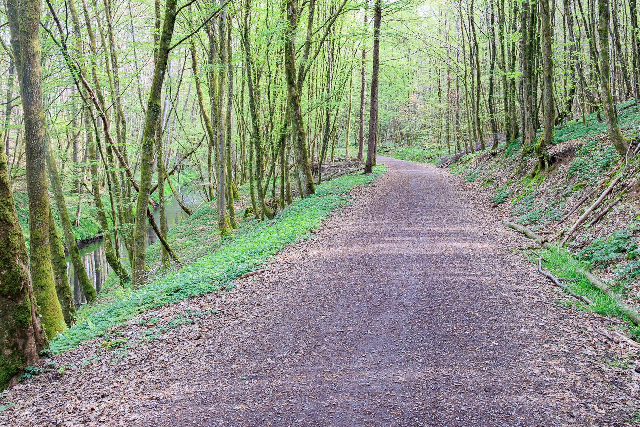 Der Waldweg führt hier parallel zum Fischbach
