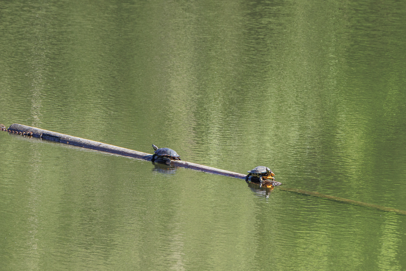 Schildkröten beim Sonnen