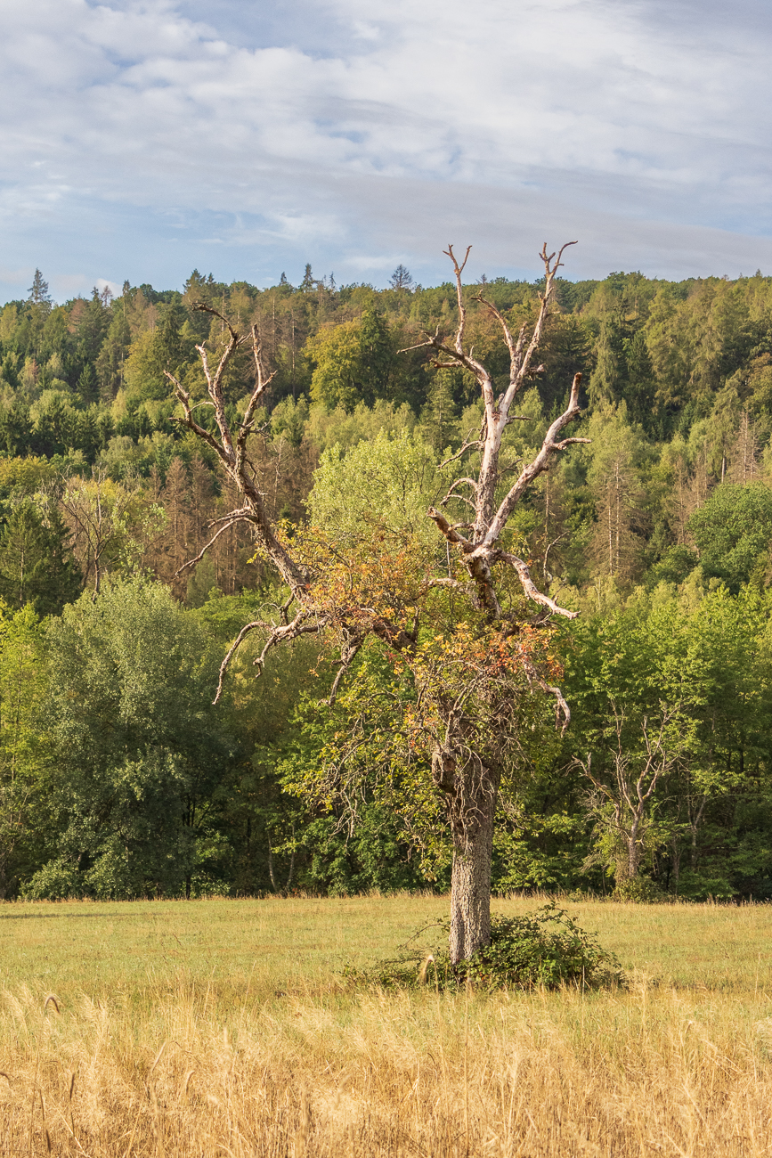 Solitär-Baum