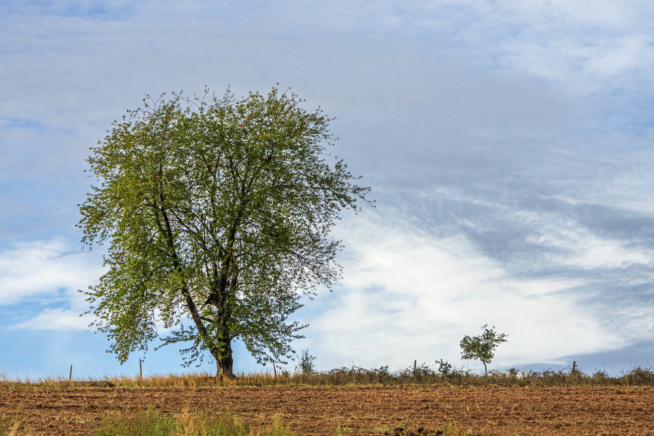 Schöner Birnbaum
